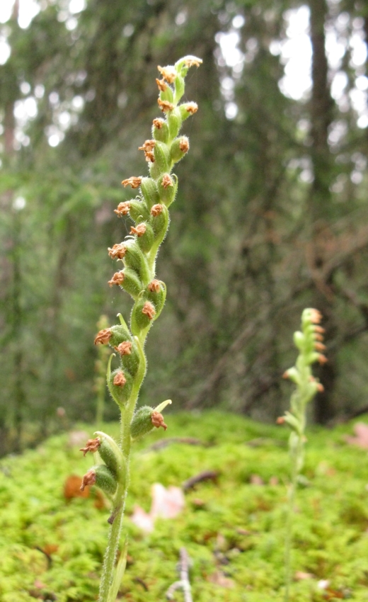 Image of Goodyera repens specimen.