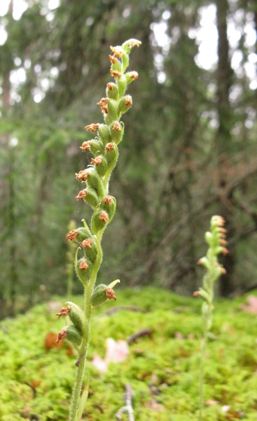 Изображение особи Goodyera repens.