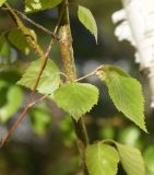 genus Betula. Листья. Турция, ил Ван, р-н Битлис, кальдера Немрут, СВ берег оз. Немрут, опушка леса. 21 мая 2025 г.