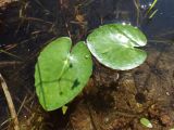 Nymphoides peltata