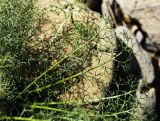 Tripleurospermum inodorum. Прикорневые листья. Приморский край, Уссурийский ГО, окр. ж.-д. пл. 9194 км, дол. р. Раздольная на левом берегу, пойма, галечниковые отложения. 22.09.2025.