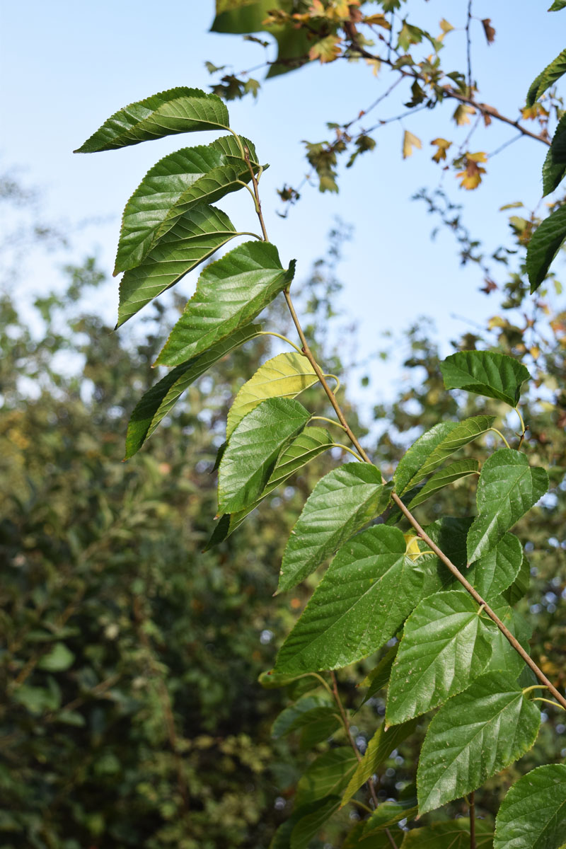 Изображение особи Morus alba.
