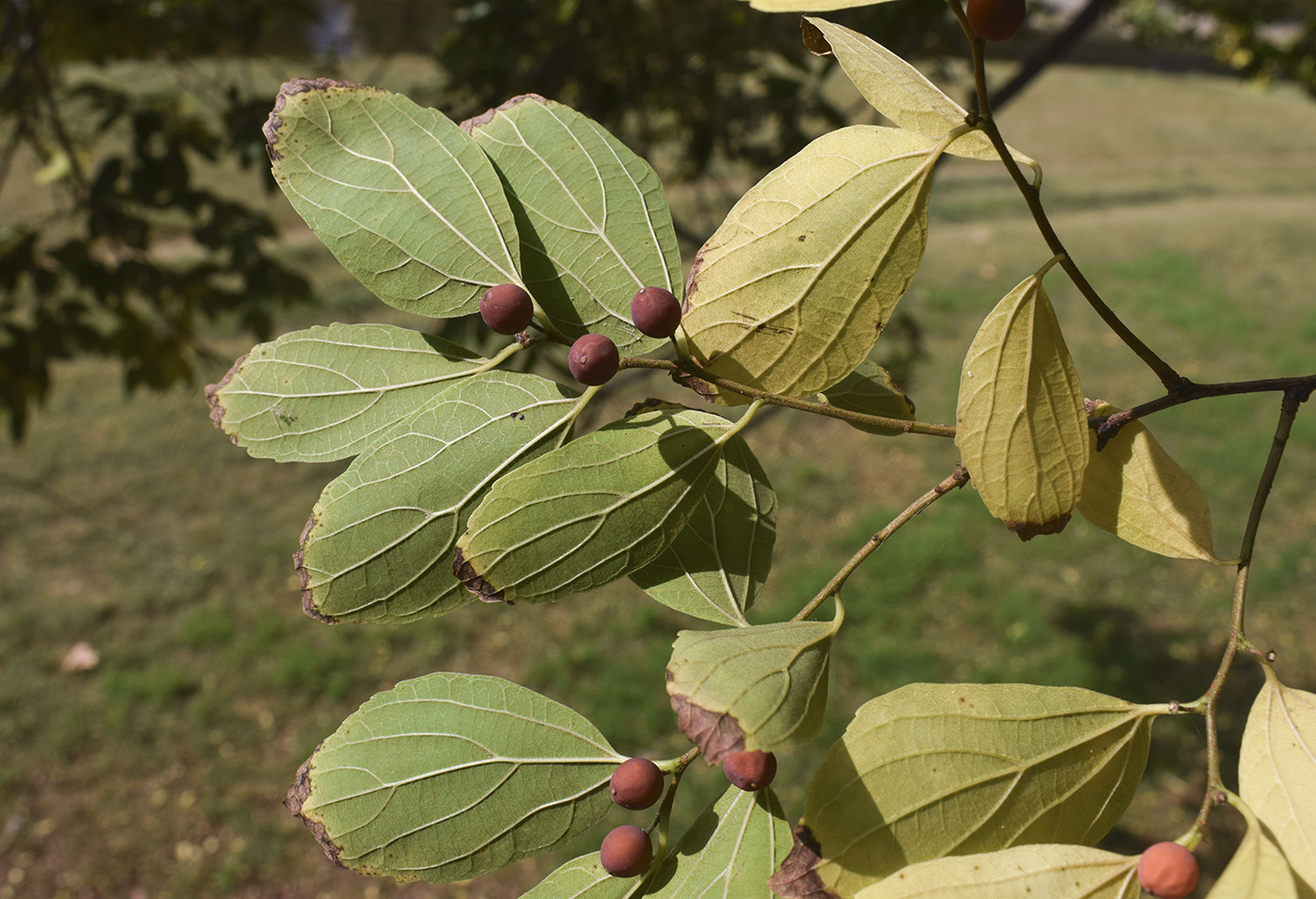 Изображение особи Celtis sinensis.