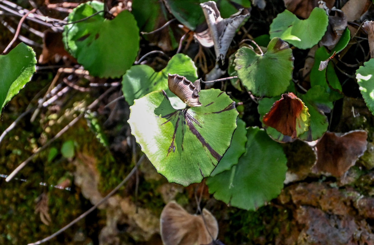 Изображение особи Adiantum reniforme.