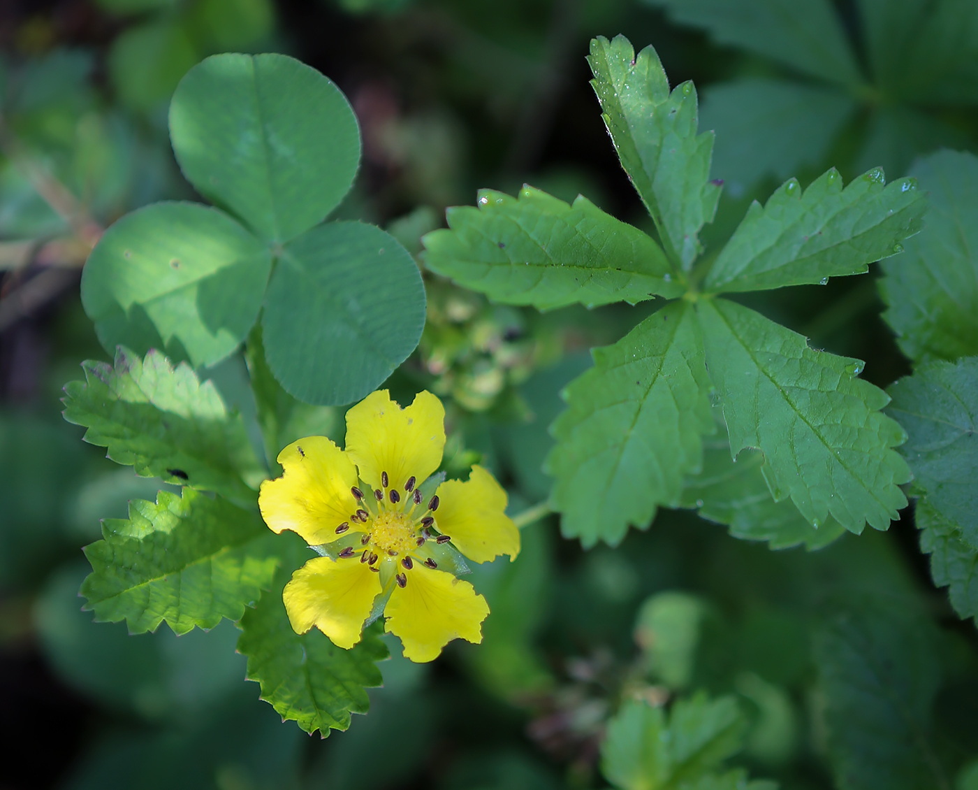 Изображение особи Potentilla reptans.