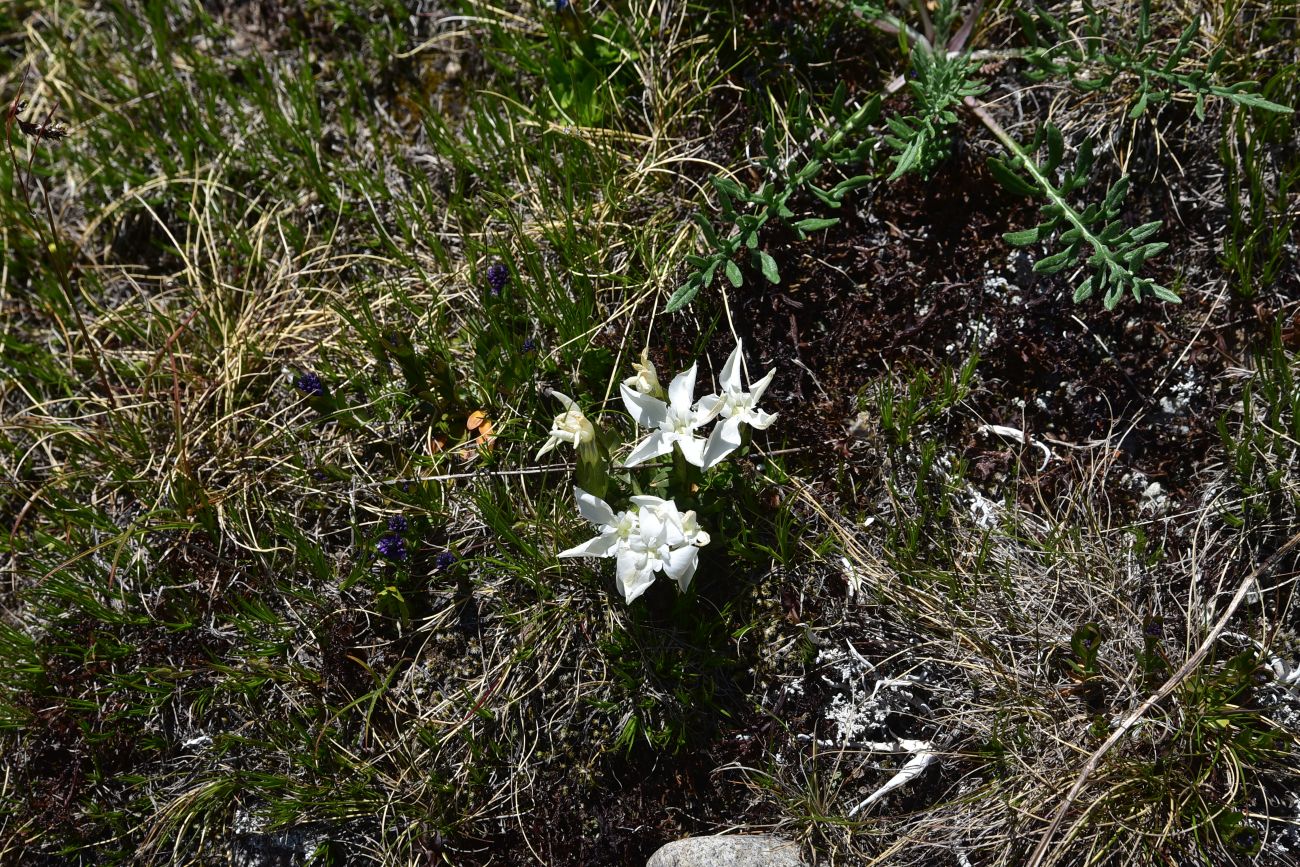 Image of genus Gentiana specimen.