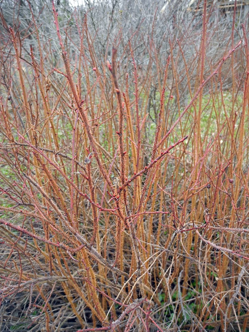 Изображение особи Rosa nitida.