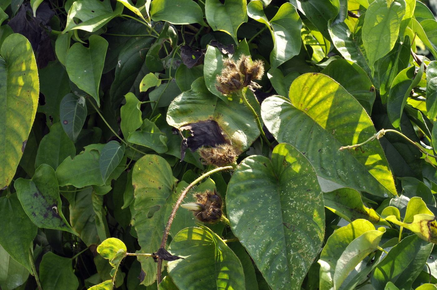 Image of Bixa orellana specimen.