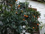 Citrus sinensis. Верхняя часть плодоносящего растения. Турция, Анталья, во дворе дома. 27 декабря 2025 г.