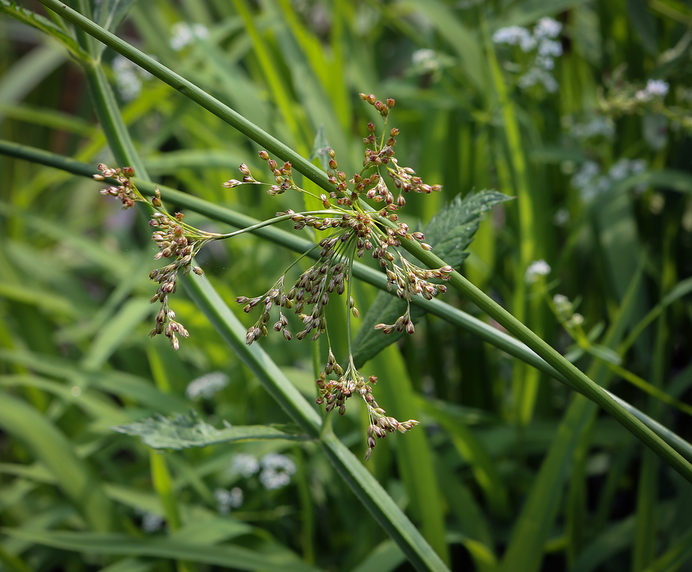 Image of Juncus effusus specimen.