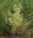 Trinia multicaulis. Цветущее растение с тычиночными цветками. Ульяновская обл., Мелекесский р-н, окр пос. Вишенка, Медвежий овраг, ковыльно-разнотравная степь на склоне. 06.06.2024.