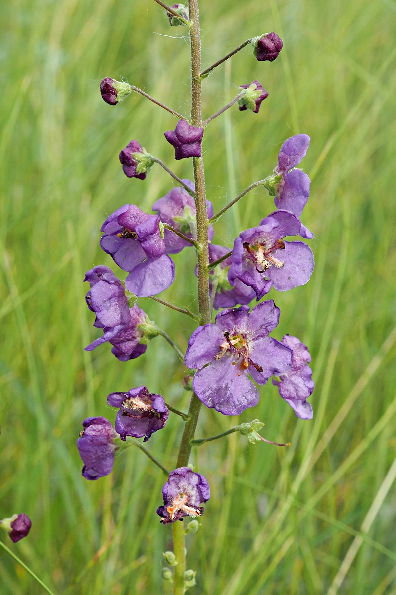 Image of Verbascum phoeniceum specimen.