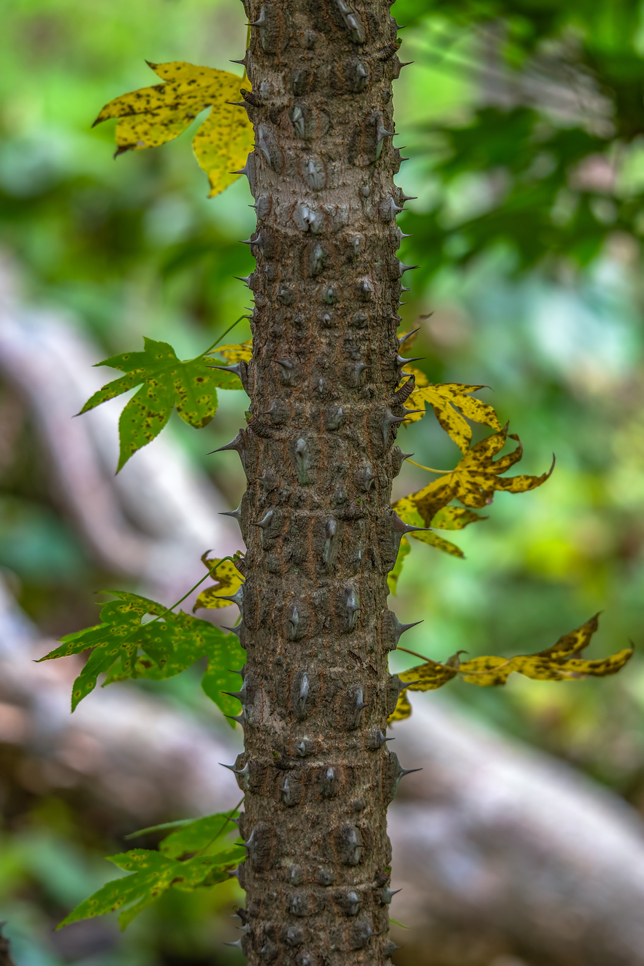 Image of Kalopanax septemlobus specimen.