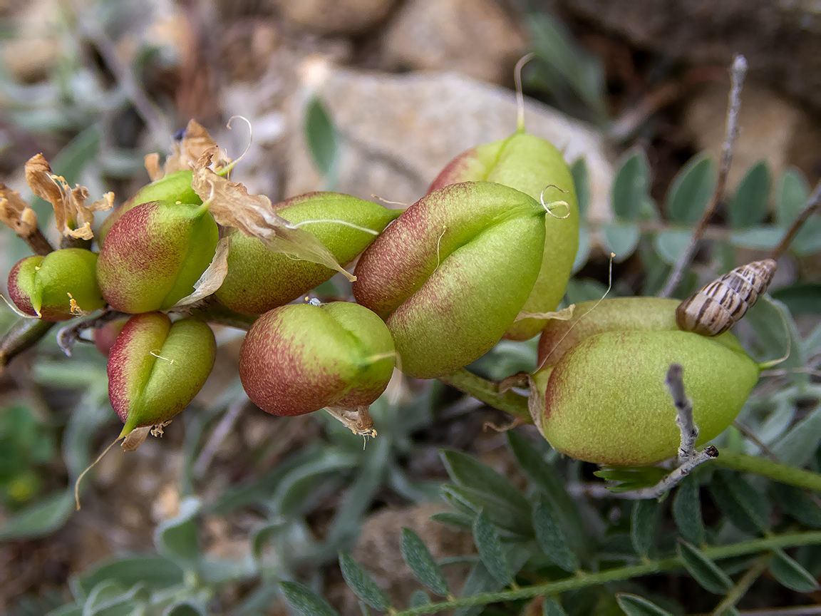 Изображение особи Astragalus suprapilosus.