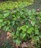 Image of taxon representative. Author is Григорий Токарев