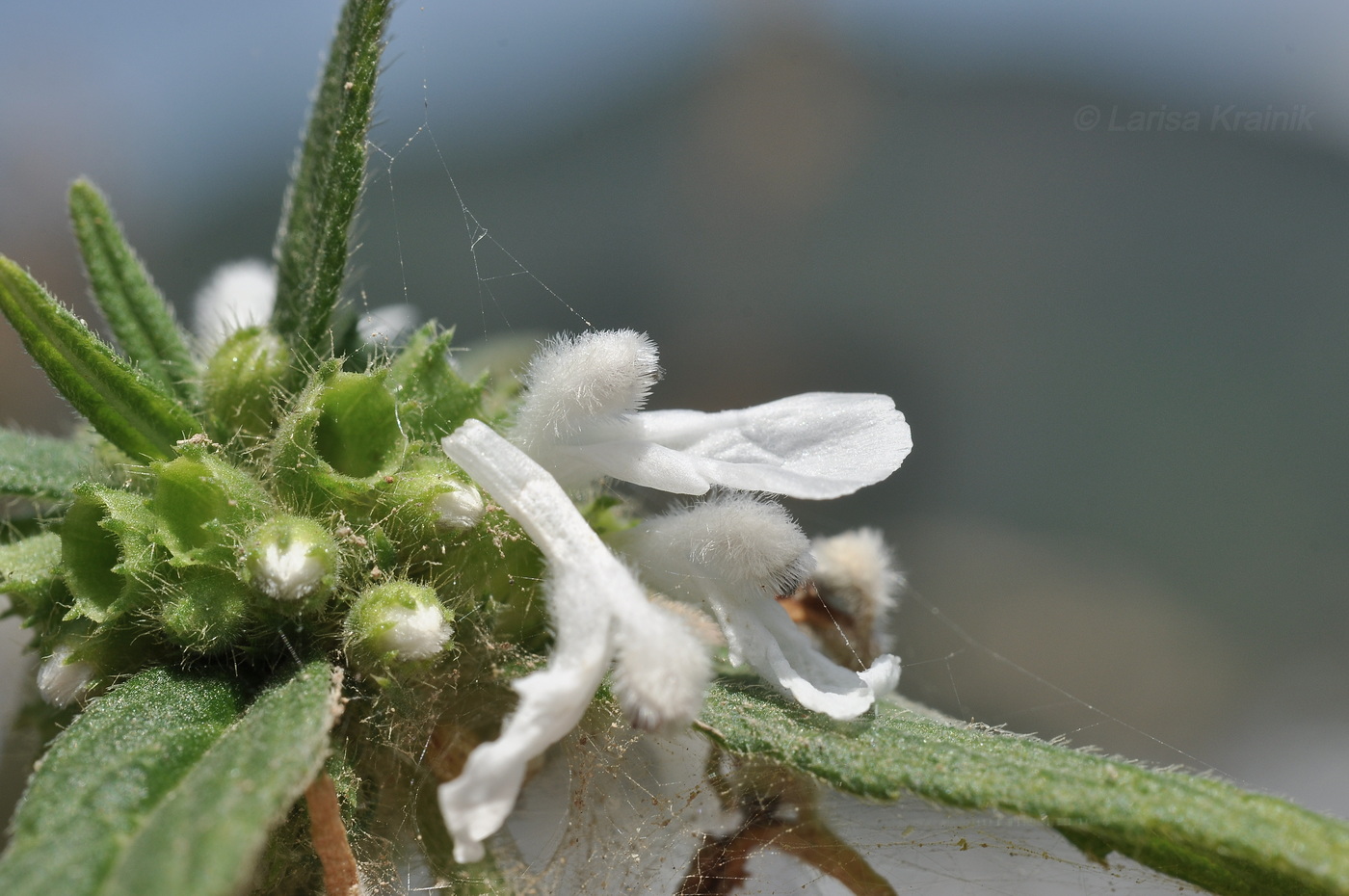 Изображение особи род Leucas.