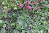 Helleborus orientalis. Цветки и листья. Москва, филиал Ботсада МГУ \"Аптекарский огород\", теневой сад, в культуре. 30.04.2026.