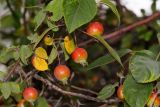 Malus sylvestris. Зреющие плоды и листья. Москва, уличное озеленение. 29.09.2025.