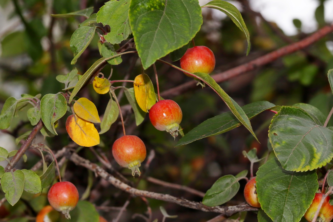 Изображение особи Malus sylvestris.
