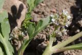 Coronopus squamatus. Соцветия. Крым, Байдарская дол., пересохшая вымочка на пастбище. 20.06.2026.