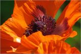 Papaver setiferum. веток. Московская обл., Раменский р-н, окр. дер. Хрипань, садовый участок. 14.06.2026.