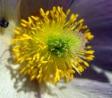 Pulsatilla patens. Андроцей и гинецей. Киев, заказник \"Лесники\", сосновый лес на боровой террасе. 25 апреля 2011 г.