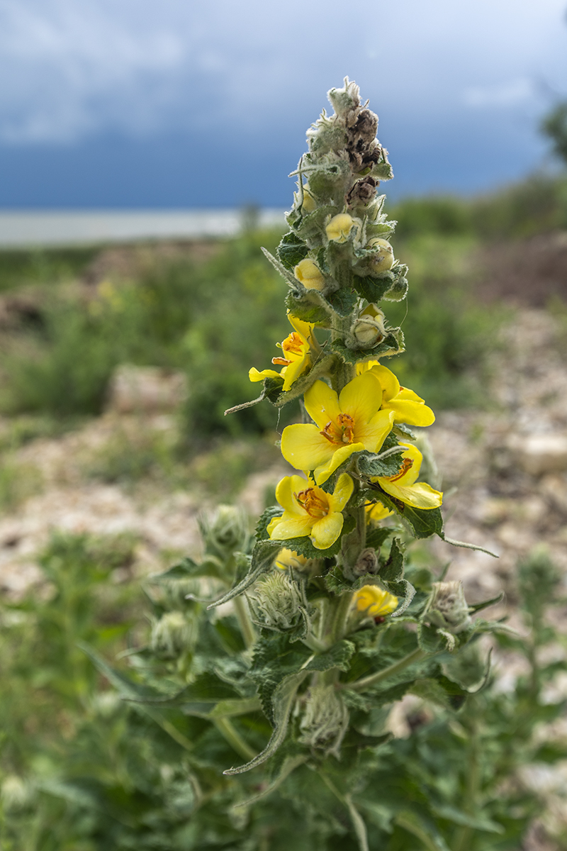 Изображение особи род Verbascum.