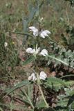 Phlomis pungens. Соцветие (белая форма). Крым, верховья оз. Донузлав, степь. 14 июня 2026 г.