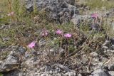 Dianthus humilis. Цветущее растение. Крым, Севастополь, Инкерман, гора Монастырская. 05.08.2026.
