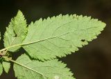 View full-size image Teucrium maximowiczii
