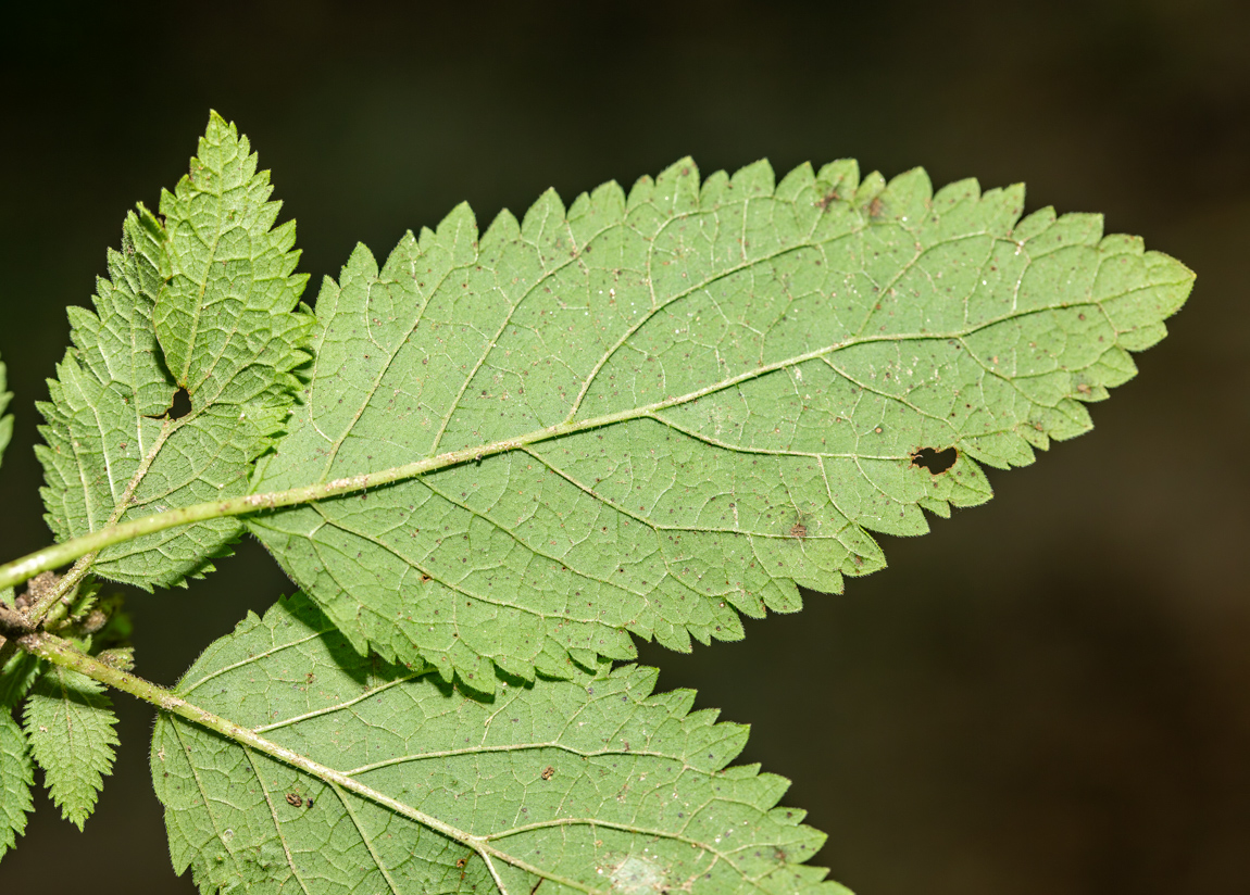 Image of Teucrium maximowiczii specimen.