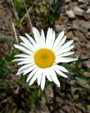 Leucanthemum vulgare