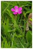 Dianthus deltoides