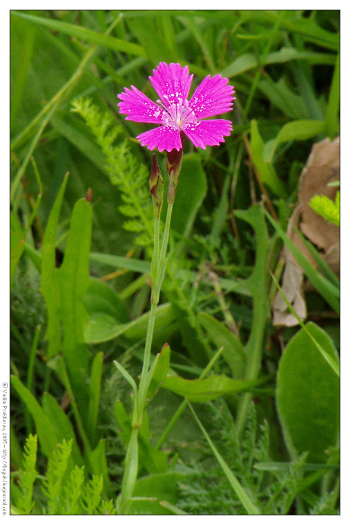 Изображение особи Dianthus deltoides.