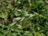 Elymus sibiricus. Часть соцветия. Хабаровский край, окр. г. Комсомольск-на-Амуре, пустырь. 18.07.2026.