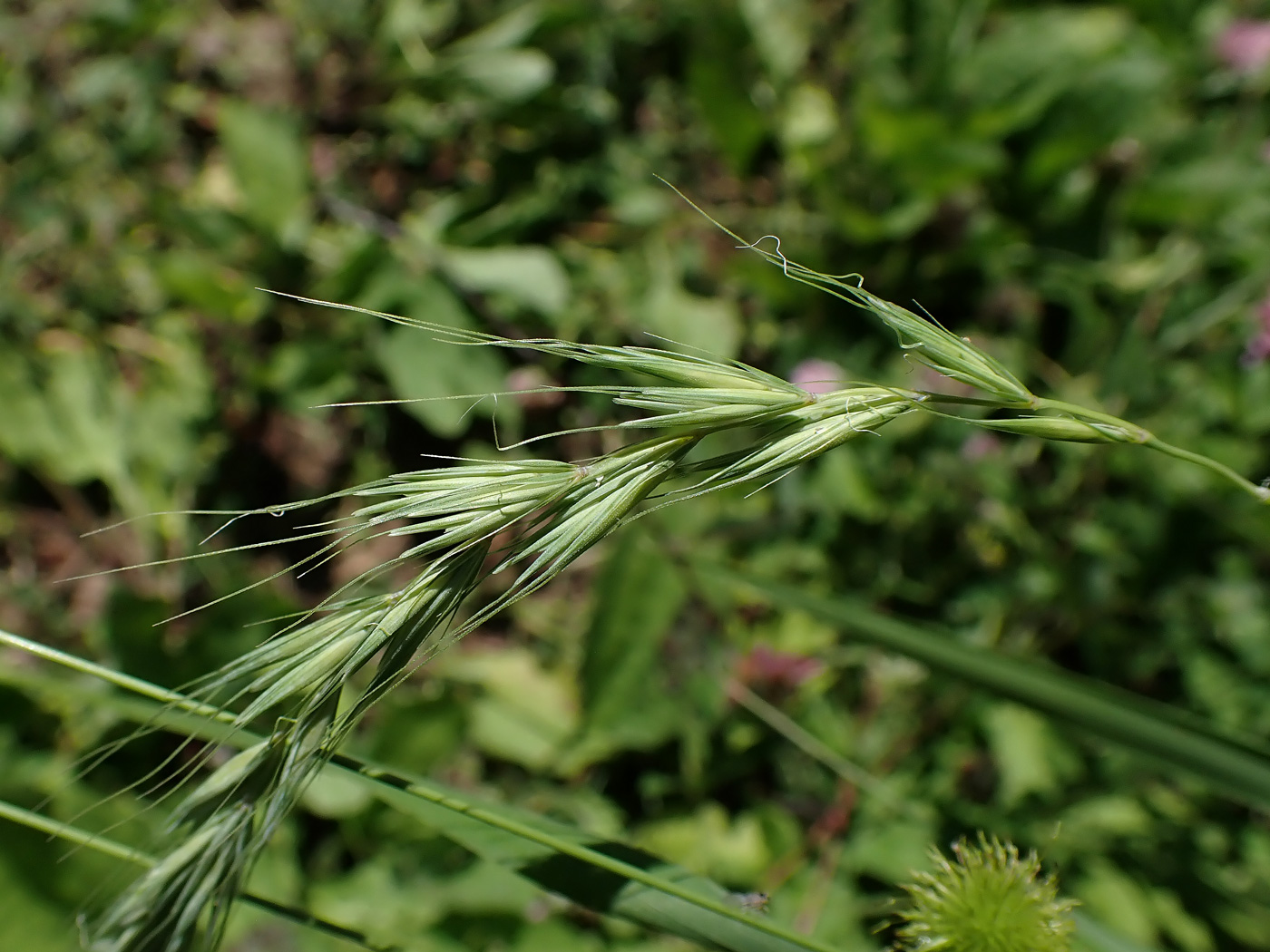 Изображение особи Elymus sibiricus.