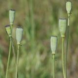 Papaver laevigatum