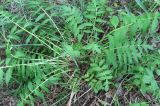 Valeriana officinalis
