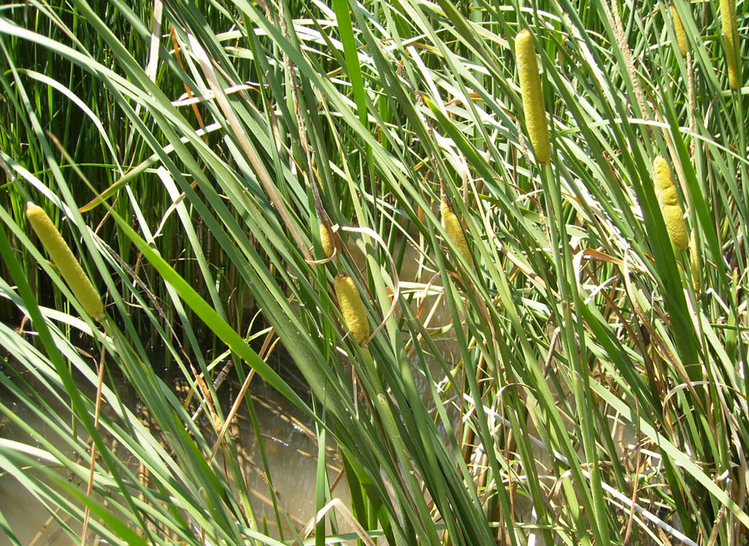 Изображение особи Typha &times; smirnovii.
