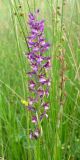 Anacamptis подвид reinhardii