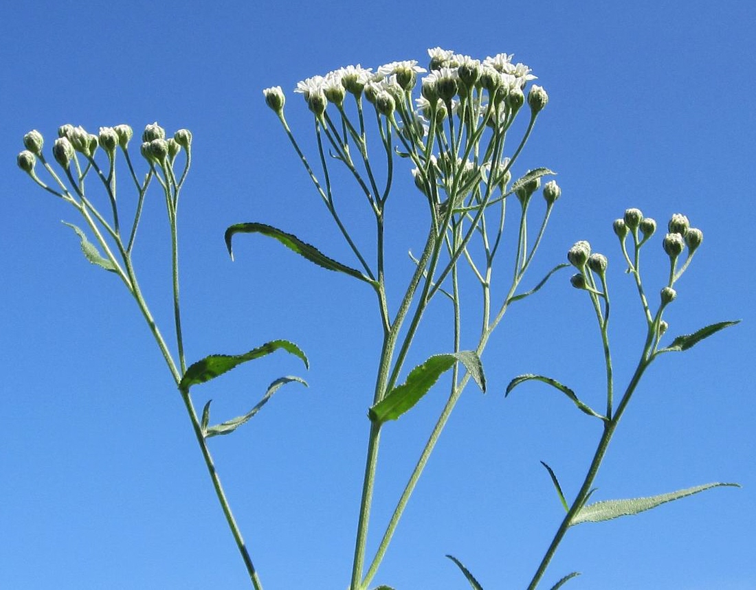 Image of Achillea salicifolia specimen.