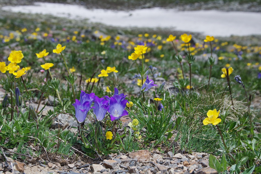 Image of Campanula biebersteiniana specimen.