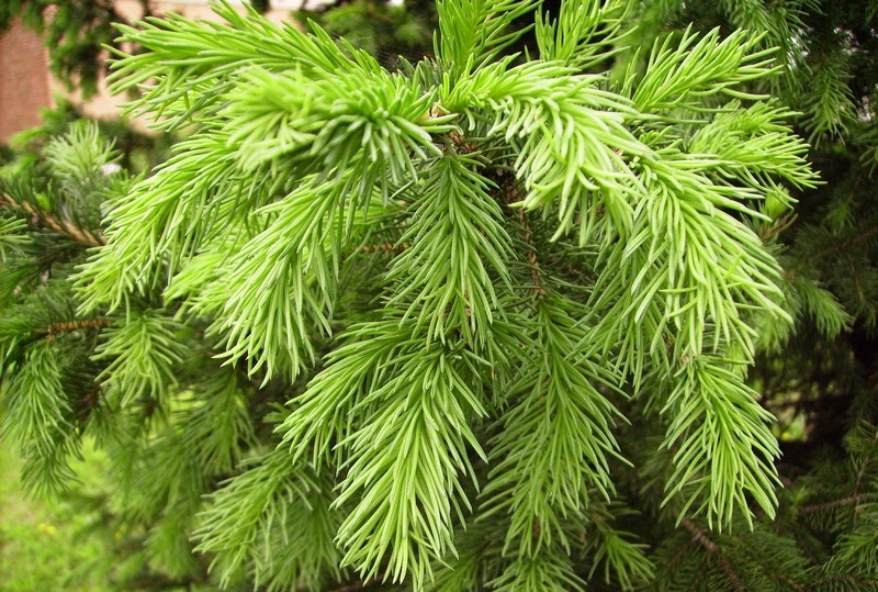 Изображение особи Picea obovata.