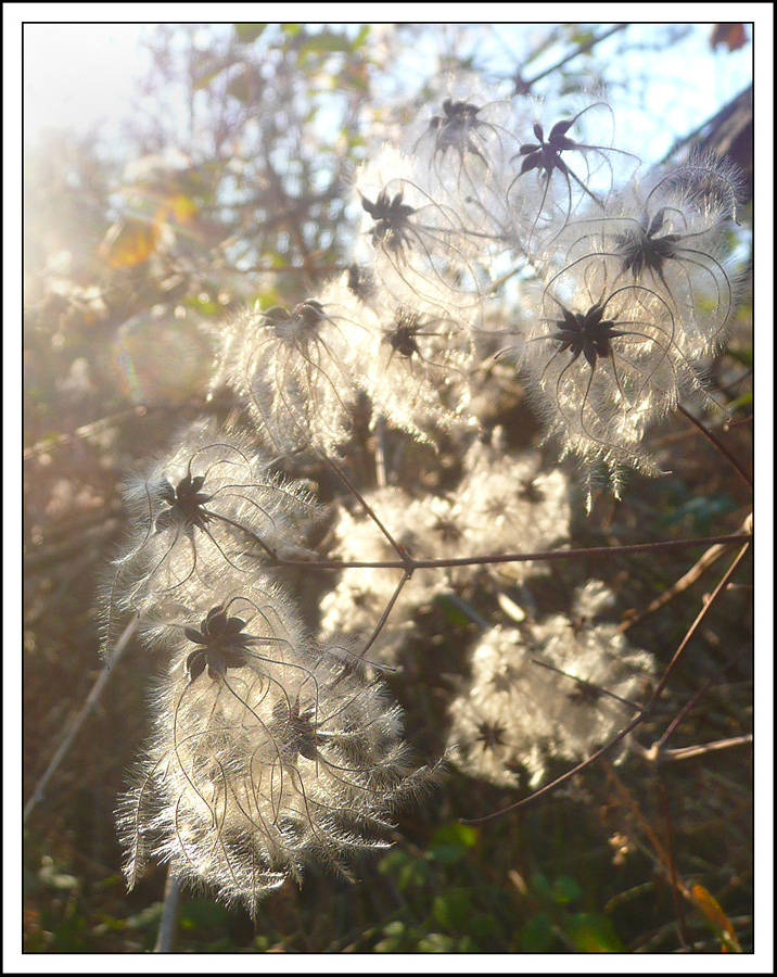 Изображение особи Clematis vitalba.