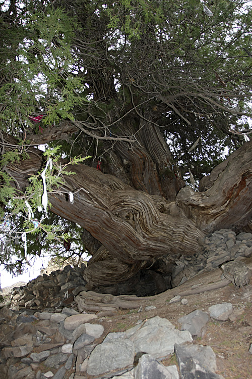 Image of Platycladus orientalis specimen.