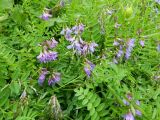Astragalus subpolaris. Цветущие растения. Полярный Урал, долина реки Большая Хойлаю. 24.07.2011.