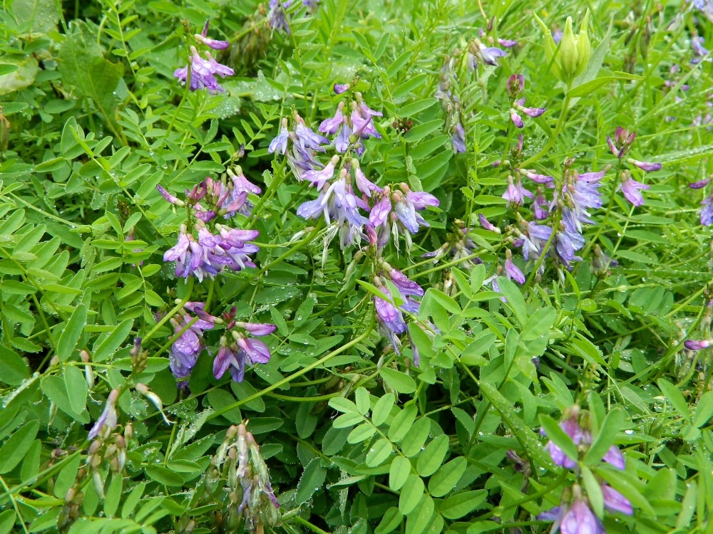 Image of Astragalus subpolaris specimen.