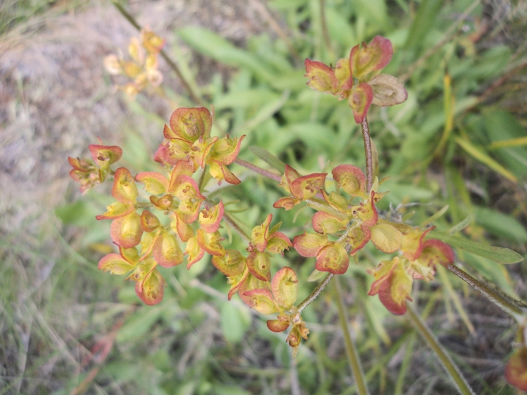 Image of Patrinia sibirica specimen.