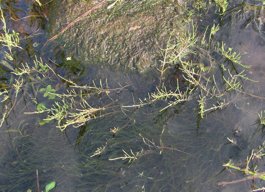 Изображение особи Equisetum arvense.