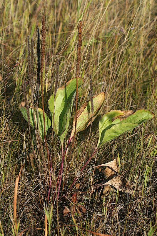 Image of Plantago maxima specimen.